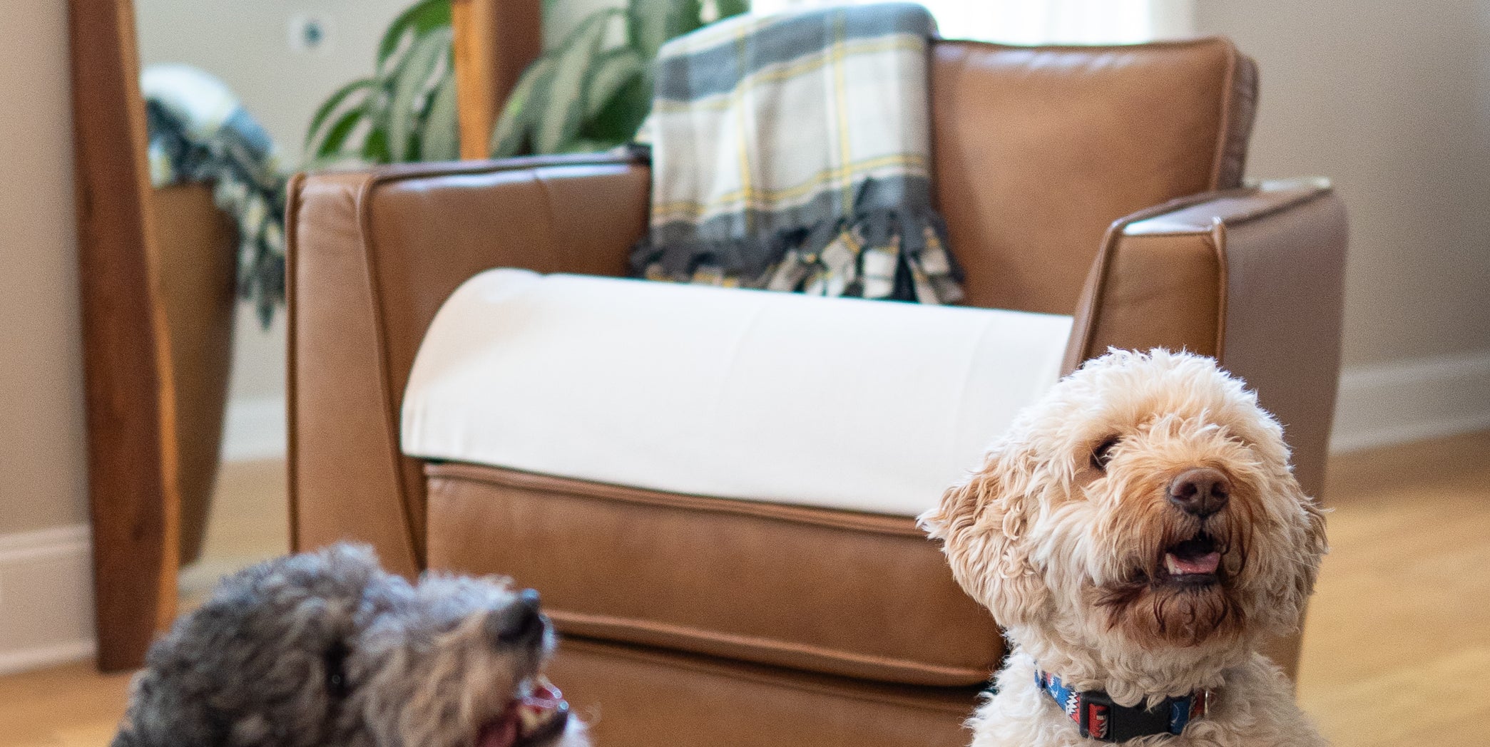 doggofffit-single_unit-chair_protector-dog_on_chair-dog_sitting_in_front_of_chair