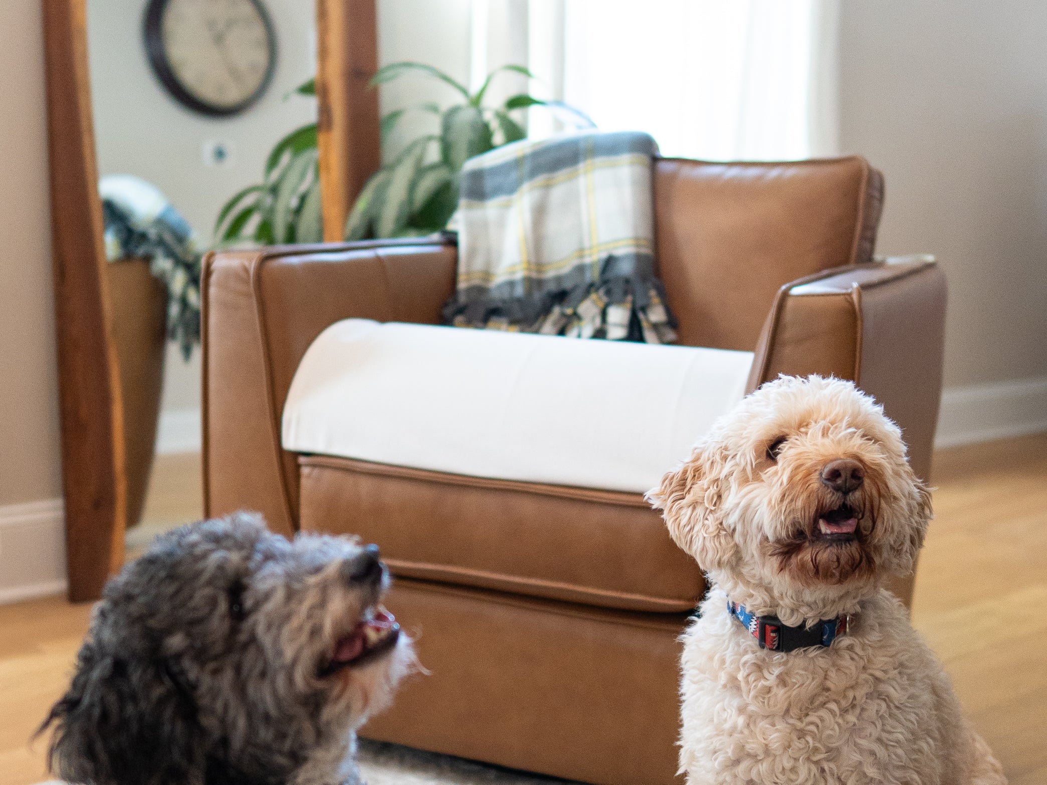 doggofffit-single_unit-chair_protector-dog_on_chair-dog_sitting_in_front_of_chair