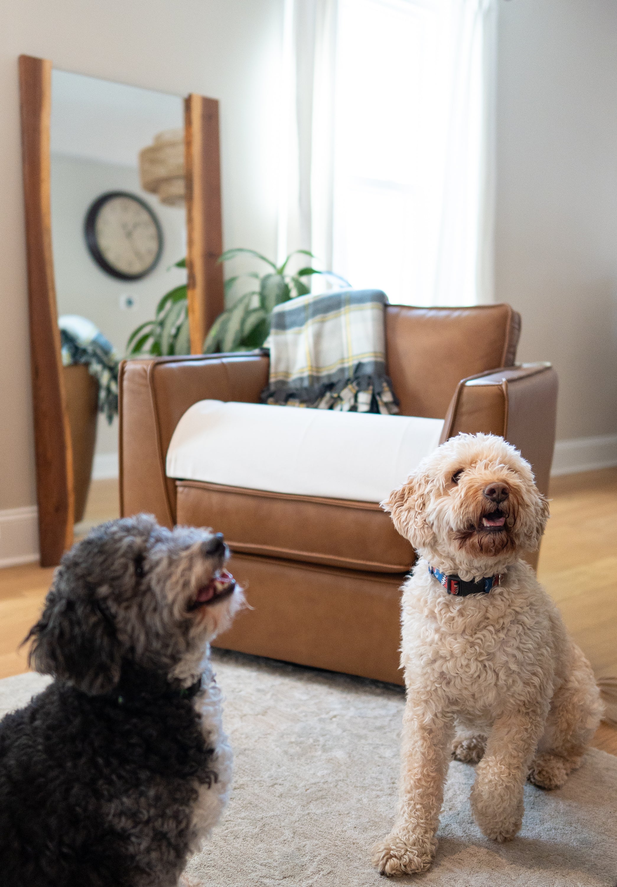 doggofffit-single_unit-chair_protector-dog_on_chair-dog_sitting_in_front_of_chair