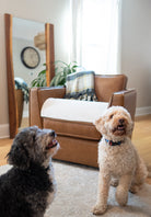 doggofffit-single_unit-chair_protector-dog_on_chair-dog_sitting_in_front_of_chair